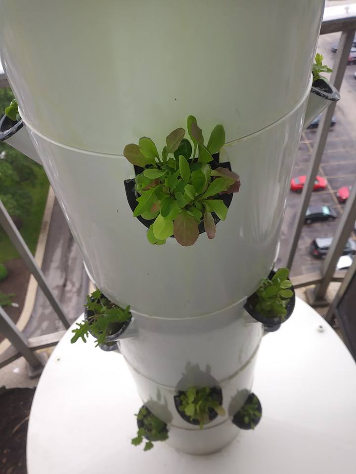 A Tower Garden Growing Leafy Greens